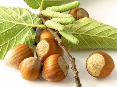 nuts on the white background 
