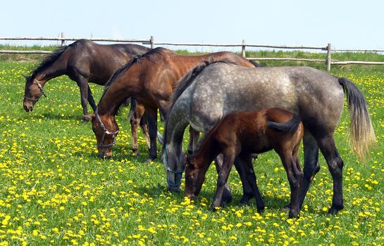 horses on the pasture 