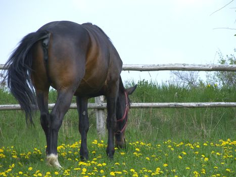 horse on the pasture