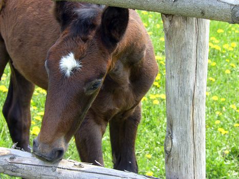 horse on the pasture