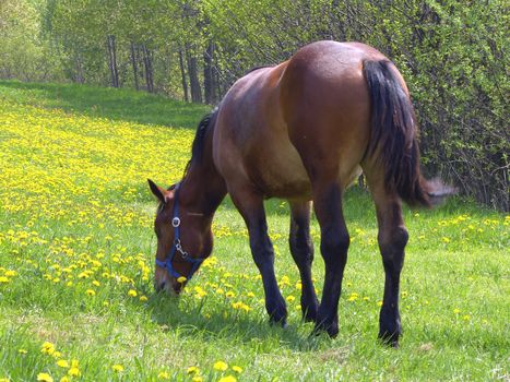 horse on the pasture