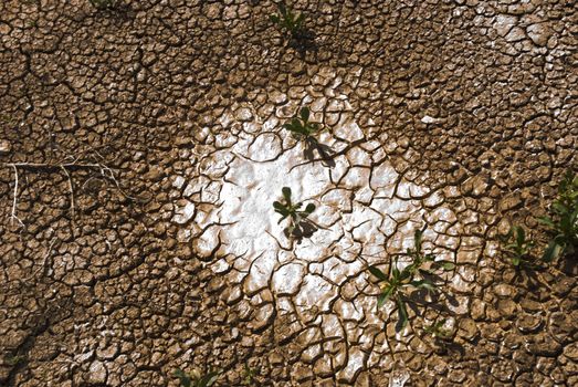 Small plant growing in a drought desert