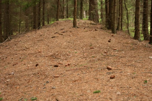 Pine forest in Latvia