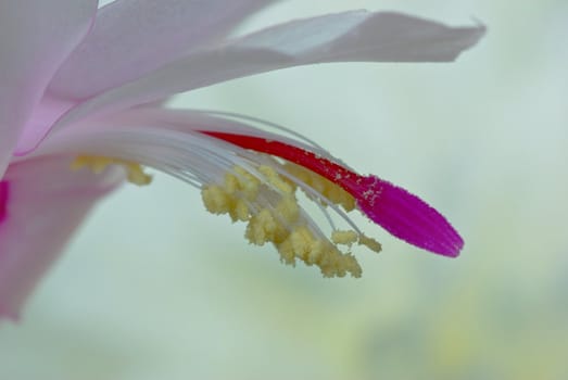 macro flower , f 11.0