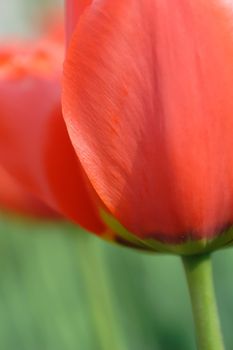 Petal of the Red Tulip, clouse-up, tulipa sylvestris