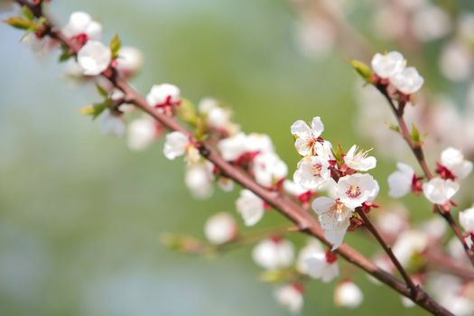 blossom branch of apple an tree in town garden in springtime