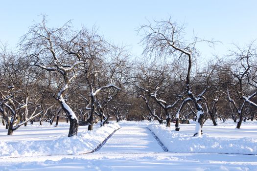 Path Dancing Tree in Park of the Blue Shades, 