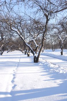 Snow-clad Tree in Park of the Blue Shades