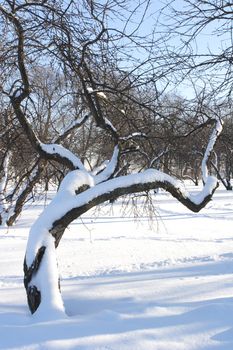 Curly Tree under Snow at Winter Solar Day