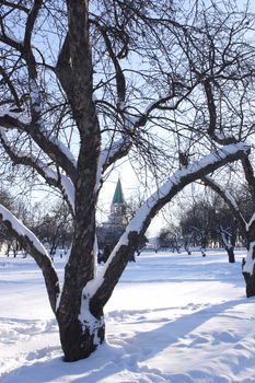 Russia, Moscow, Solar Winter Day in Park Kolomenskoe, Blue Shade from Aple tree under Snow, 