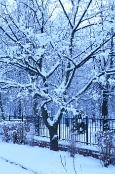 winter blue morning in park after snowfall