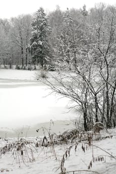 winter landscape in park after snowfall in the morning