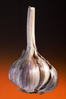 Ripe garlic on a dark orange background