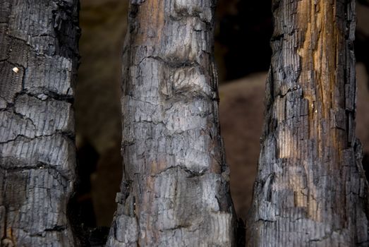 High resolution burnt wood texture. (Oak) 