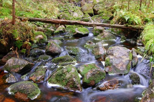 A small streaming brook in the forest.