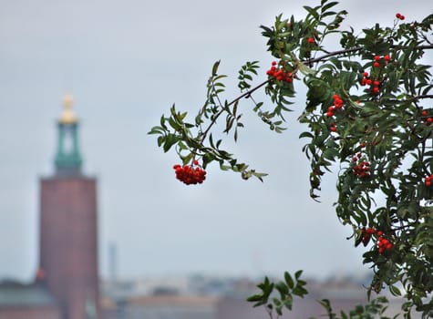 Some rowanberries with the city hall of Stockholm in the background.