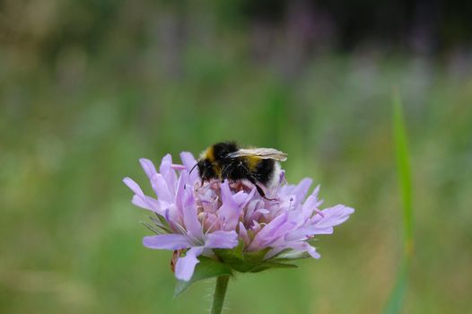 A bumble bee.