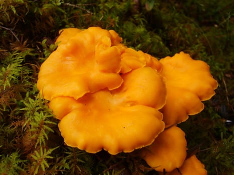 Some chanterelles in the swedish forest.