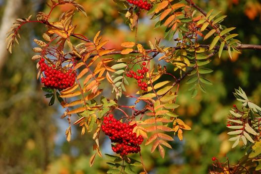 Some red rowan-berries.