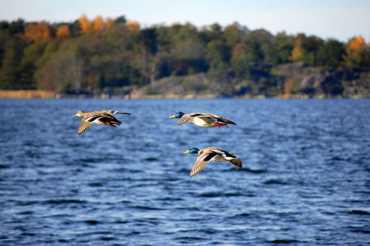 Some mallards flying close to the water.