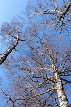 Tops of fall birch trees against the bright blue sky