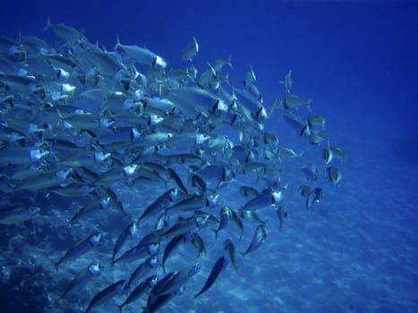 Scholling fish near reef in Red Sea, Egypt.