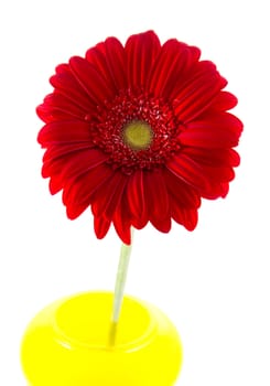 One red gerbera in yellow vase on white background