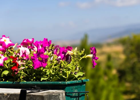 Pink flowers in basket garden and blue sky