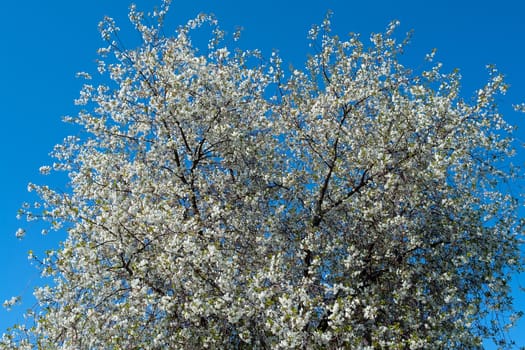 Branches of cherry blossom tree with clear blue sky background
