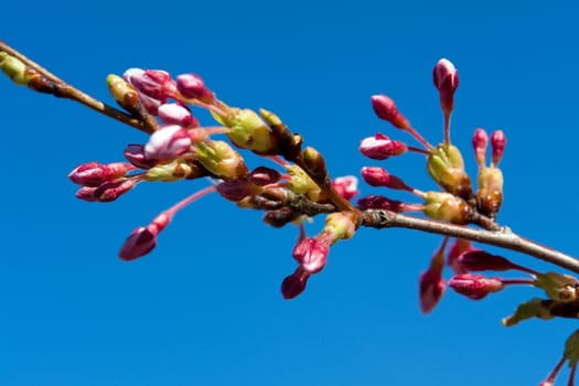 Close view of branches of cherry blossom with buds and flowers with clear blue sky background