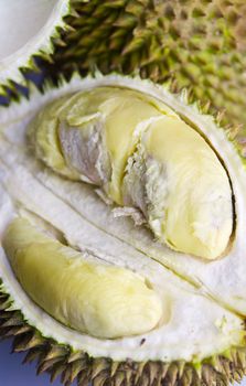 close up view of an opened durian on bluish background in portrait orientation