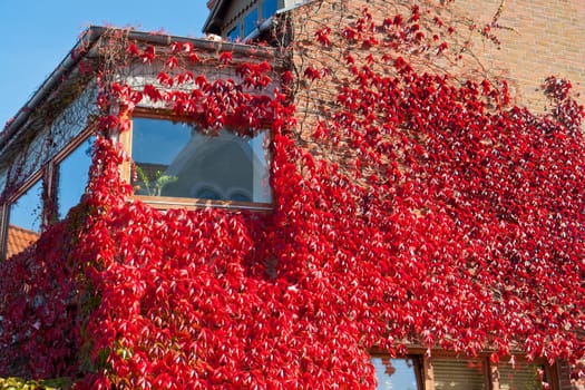 Wall of a house with covered completely with bright red ivy Middelfart  Denmark