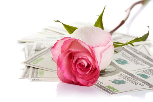 Pink rose. Pink flower. Rose and dollars. Dollars. Flowers and money. Expensive flower. Expensive gift.
