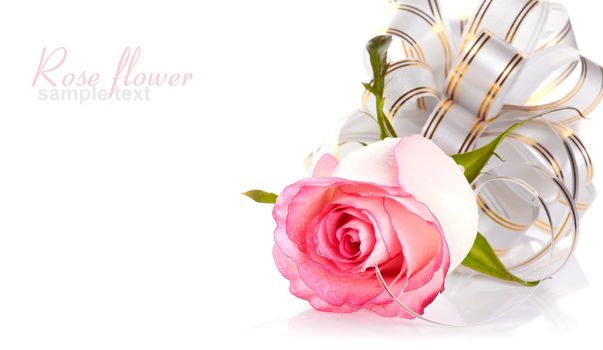 Pink rose. Rose on a white background. Pink flower. Rose with a bow. Flower as a gift.