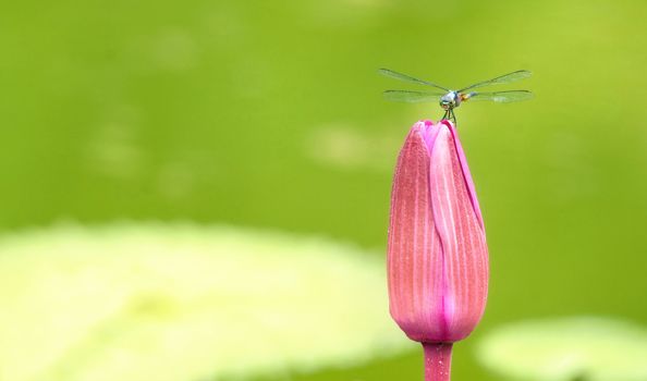 image of a dragonfly on a lily flower