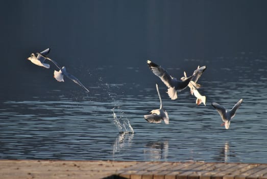 a flock of seagulls intent to take off from the surface of Caldonazzo's Lake