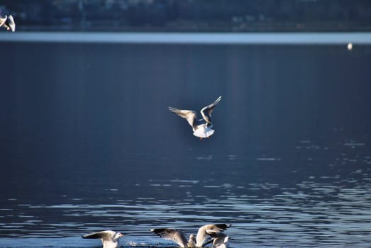 a flock of seagulls intent to take off from the surface of Caldonazzo's Lake