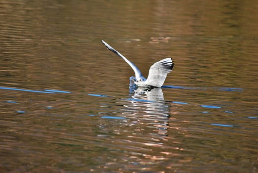 A gull ends its flight gently gliding over the water of Lake Caldonazzo