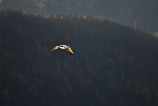 A gull hovers in the air above the Caldonazzo's Lake
