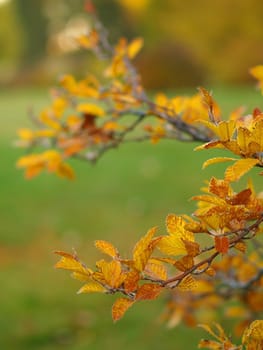 Autumn Leaves covered in a thin layer of frost with a narrow DOF blurring the background.