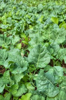 organic vegetables growing in this permaculture garden