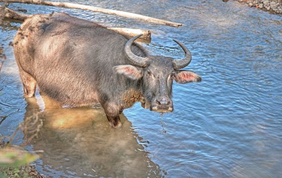 a Water buffalo in the river in thailand