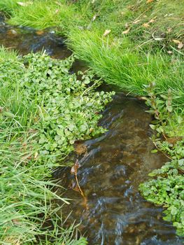A Small Stream Flows Through a Grassy Green Field
