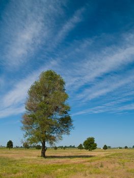 Lone Tree in a Field with Wispy Clouds