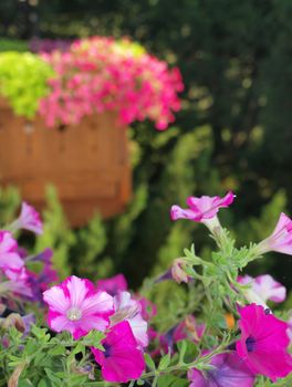 Pretty Purple and Violet Petunias on a Balcony Garden