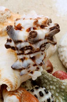 Sea Conch Shells, Pebbles and Corals Pieces closeup on Beach Sand background