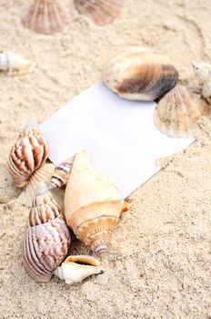 blank paper on white sand beach with starfish and shells like summer vacation background