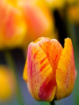 Yellow and Orange Streaked Tulips with a Shallow DOF