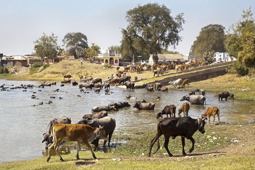 Landscape taken in a Gujarat village in rural countryside of India of cattle coming to water and bathe, cool down from the baking hot sun