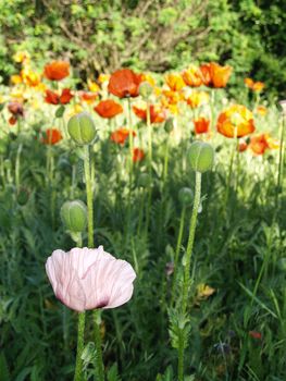 Orange and Pink Poppies Growing Wild in a Field